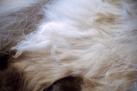 A close-up view of soft, fluffy, and light-colored fur. The textures are smooth and wavy, with a gentle gradient from light cream to a darker shade.