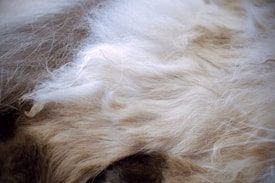A close-up view of soft, fluffy, and light-colored fur. The textures are smooth and wavy, with a gentle gradient from light cream to a darker shade.