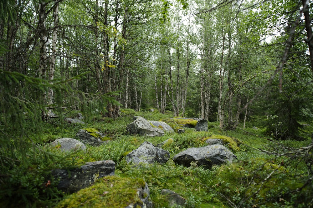 a lush green forest filled with lots of rocks