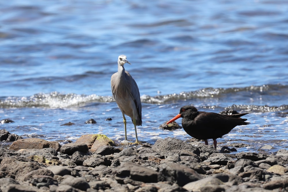 a couple of birds standing on top of a rocky beach