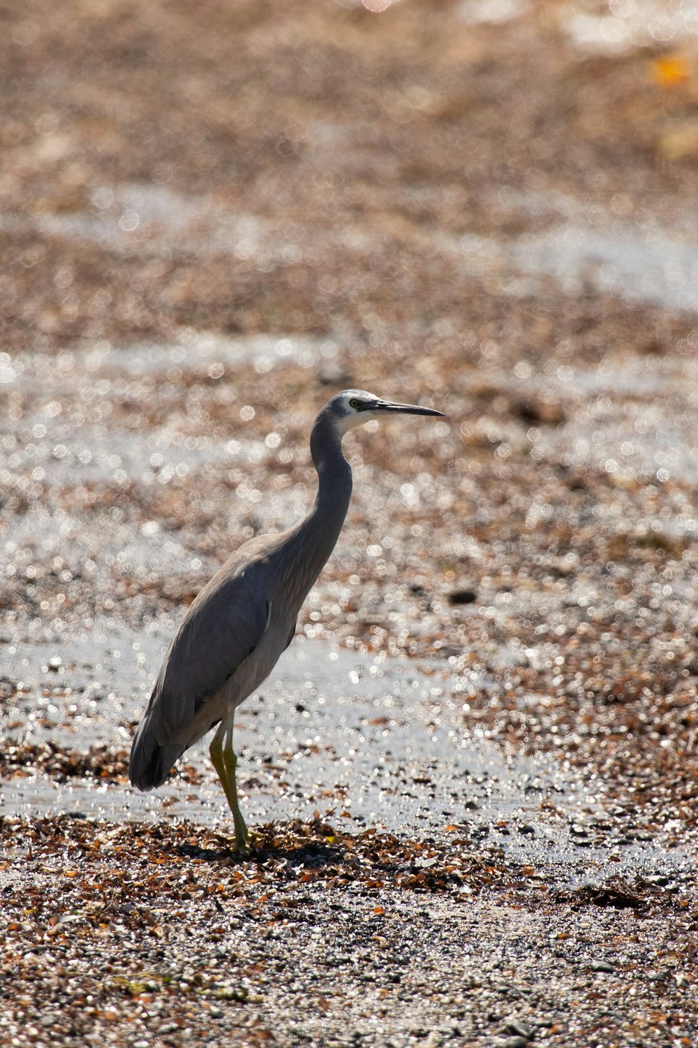 a bird is standing on the beach looking for food