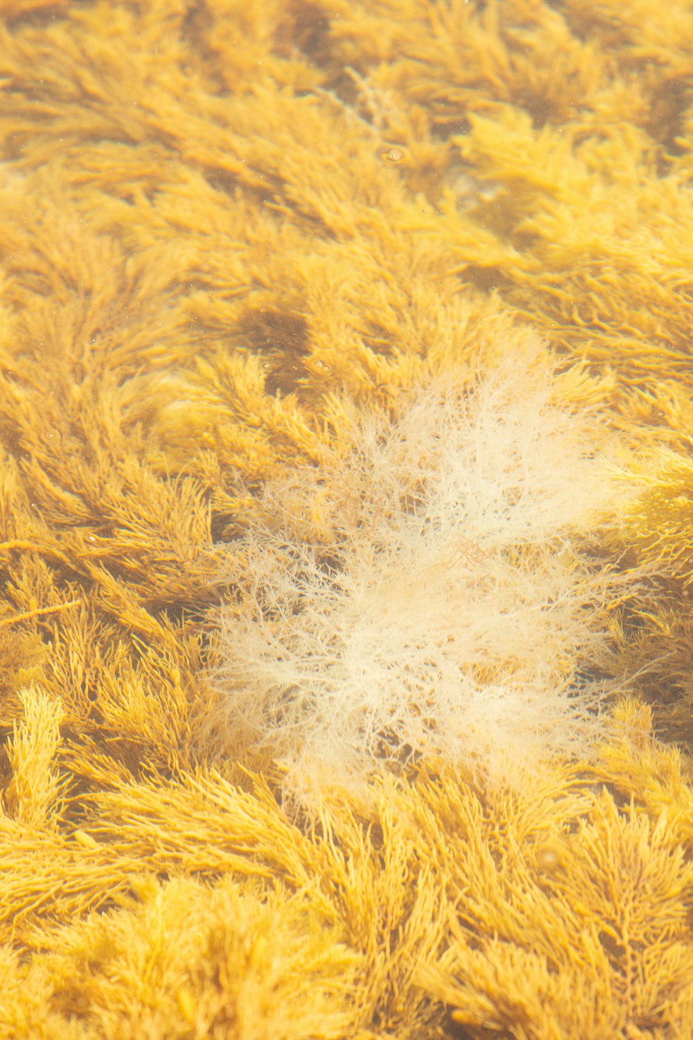 a close up of a patch of yellow grass