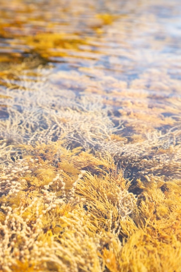 Close-up of golden seaweed gently swaying in clear ocean water off the French coast.
