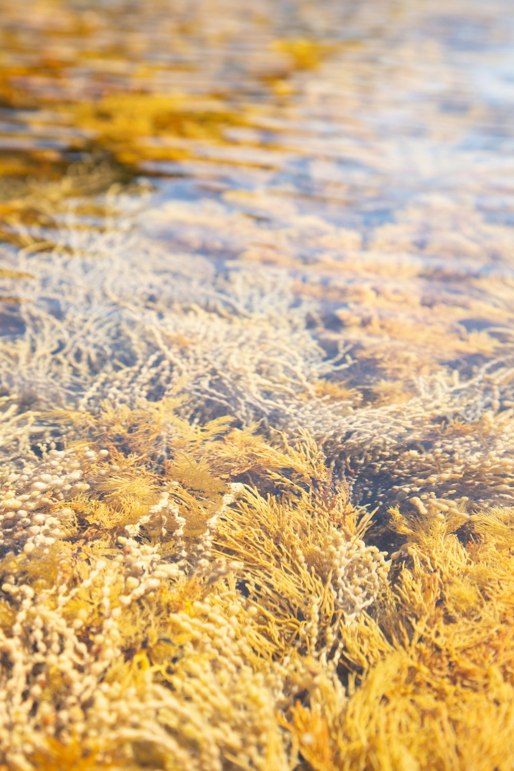 a body of water filled with lots of plants