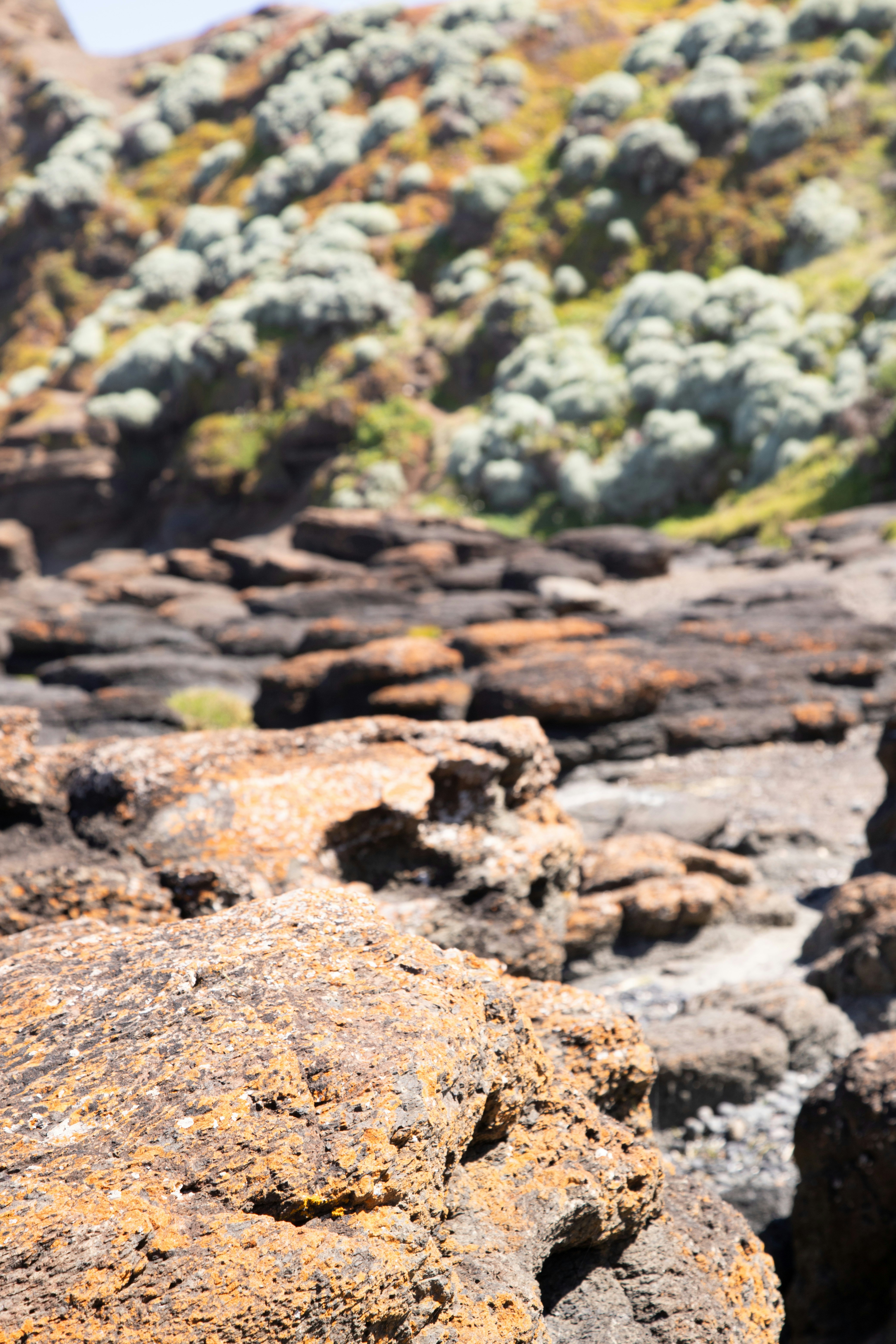 a bird standing on a rock in the middle of a field