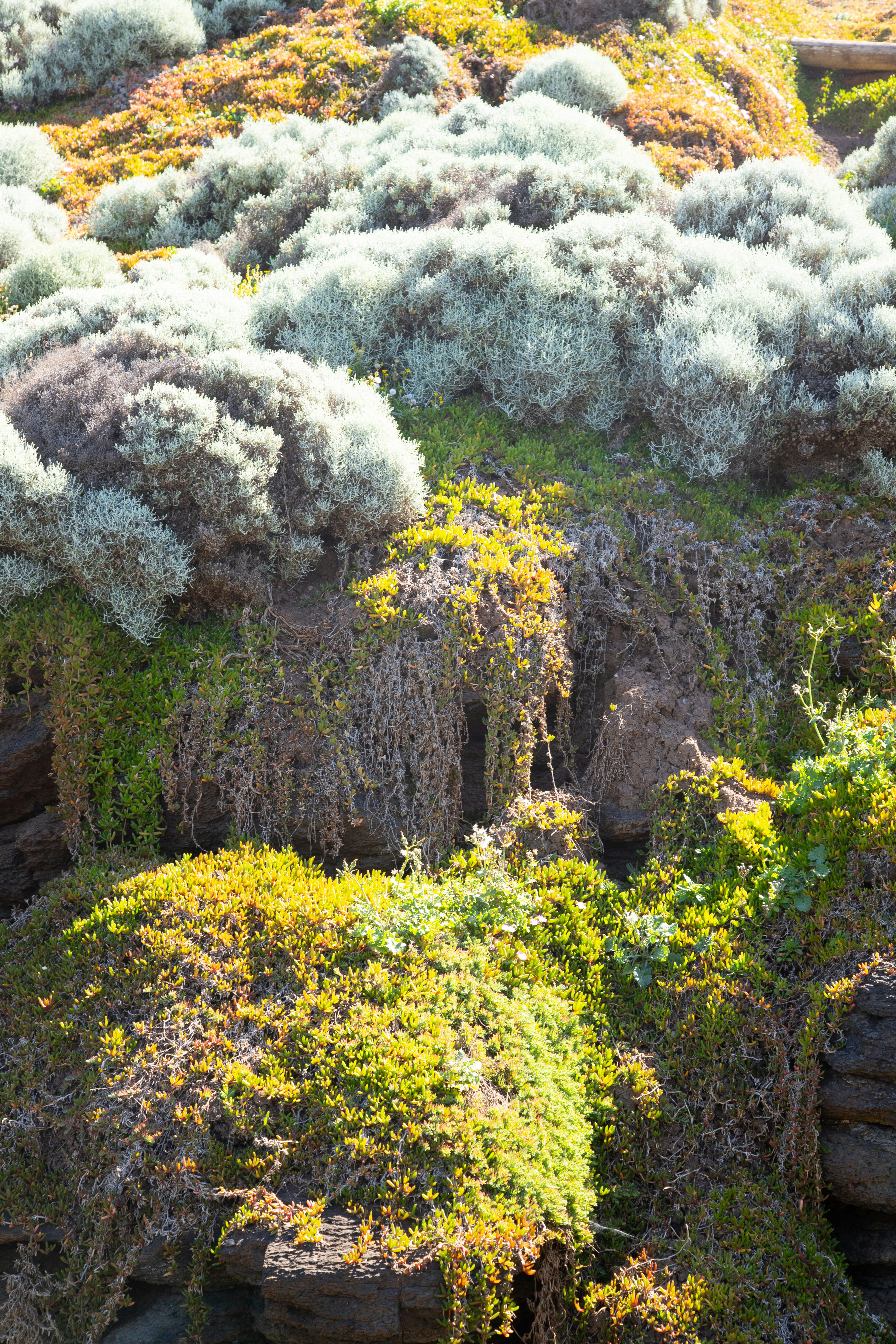 a group of trees that are next to each other
