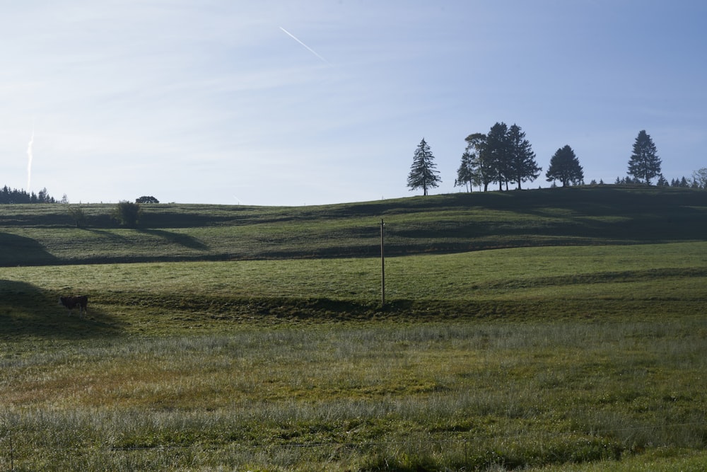 a grassy field with trees in the distance