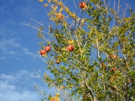 A tree with abundant green leaves and clusters of red pomegranates growing on its branches under a clear blue sky.