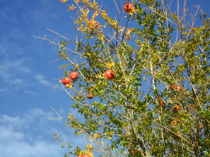 Wide shot of green fields with rows of pomegranate trees under a clear blue sky.