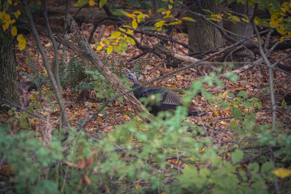 a bird is standing in the woods among the trees