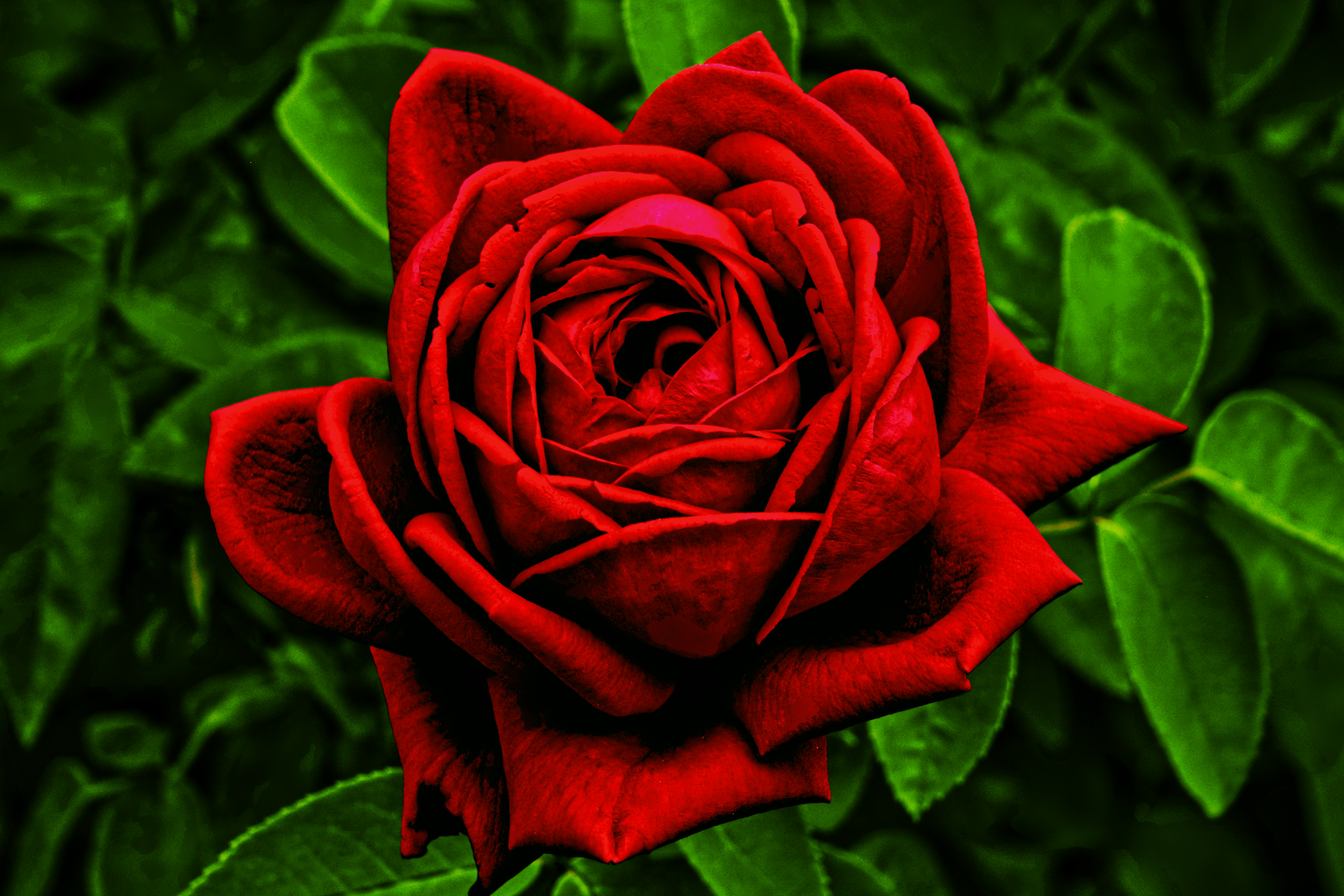10 Colored Roses You Can Grow, image size:3000x2000