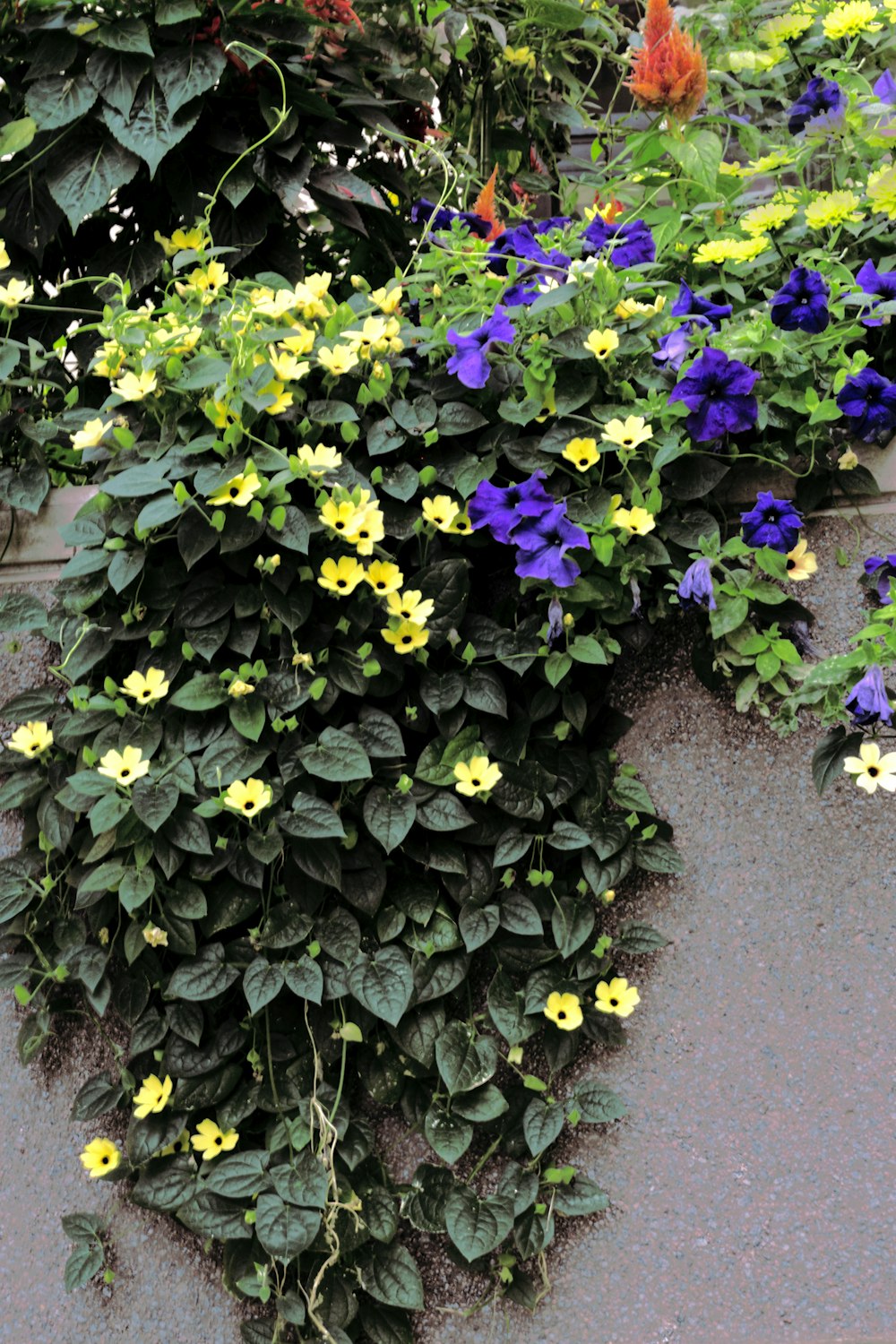 a bunch of flowers that are on the ground