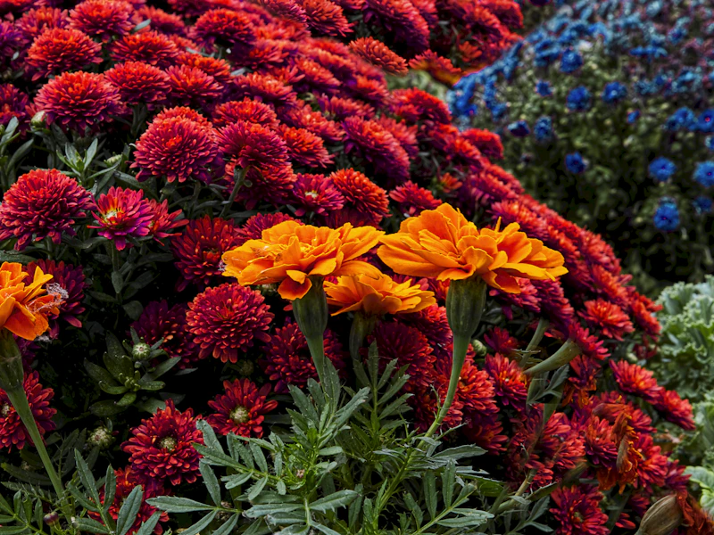 Arreglo floral