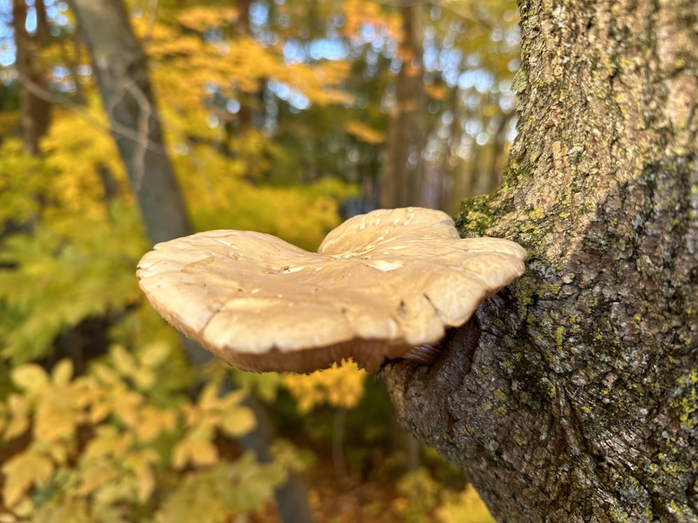 a mushroom growing on a tree in a forest