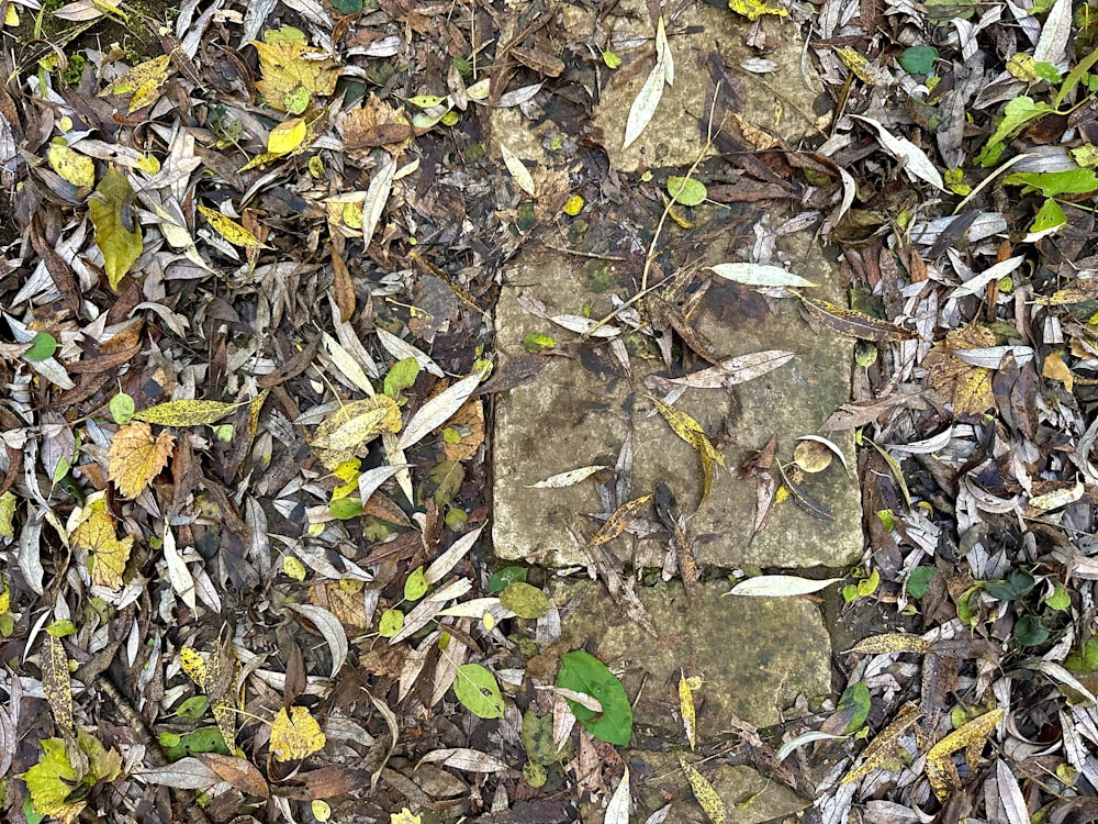 a picture of leaves and rocks in the ground