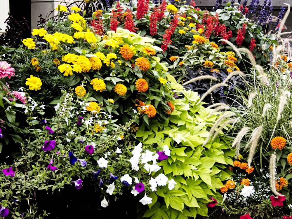 a garden filled with lots of different types of flowers