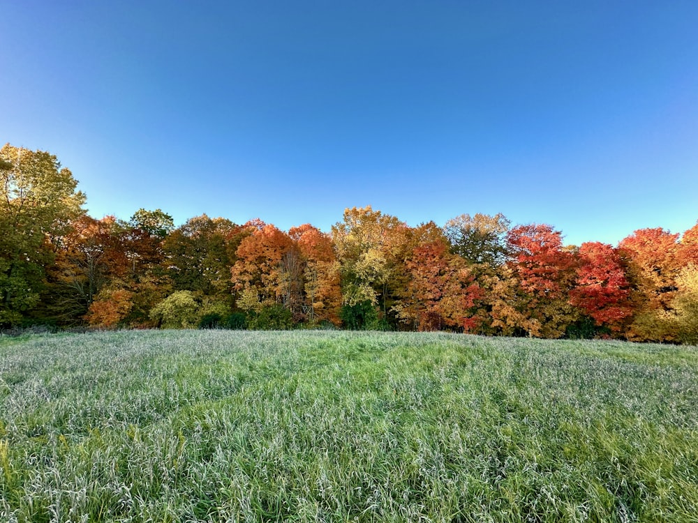 a grassy field with trees in the background