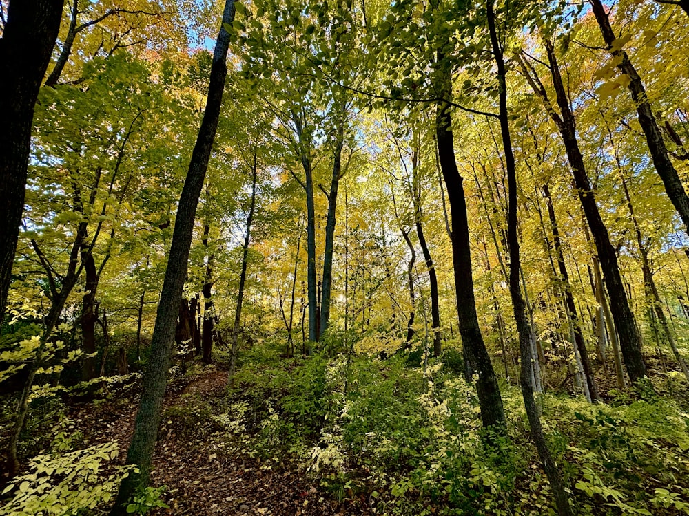 a forest filled with lots of green and yellow trees
