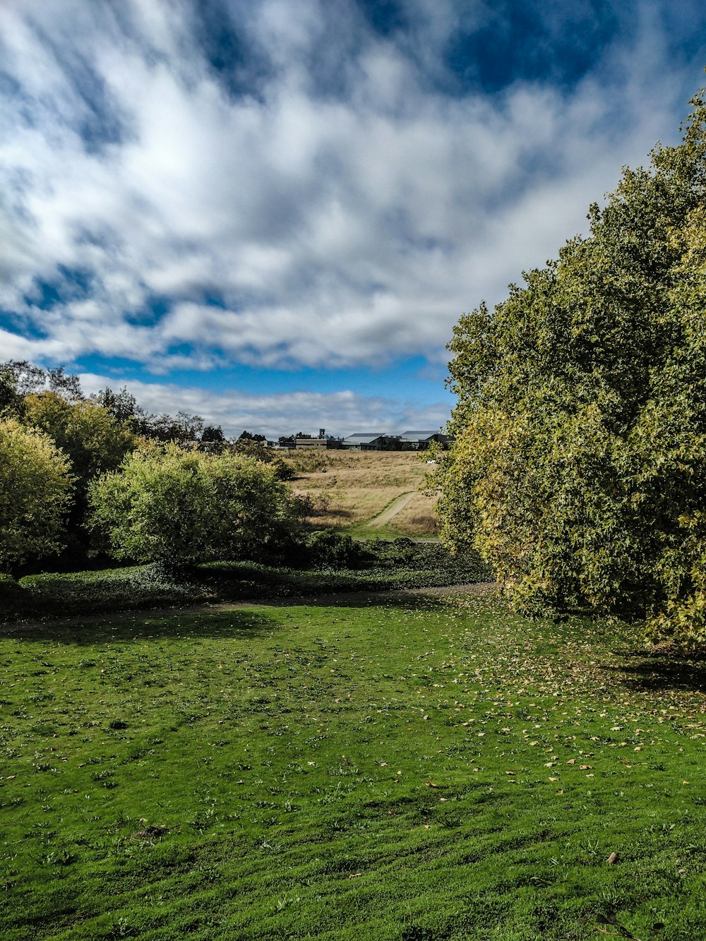 a grassy field with trees and a blue sky