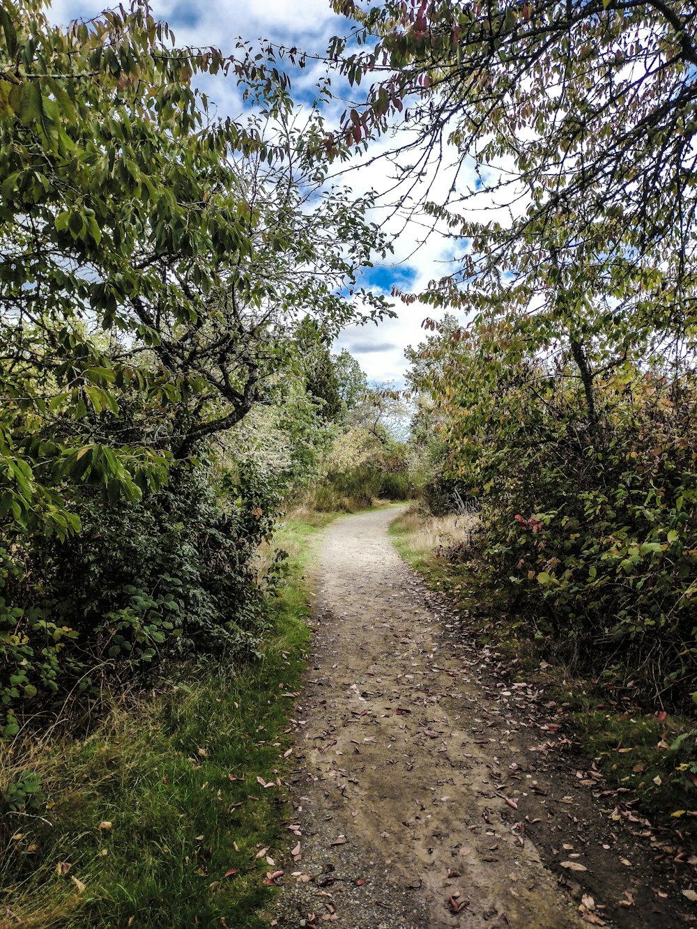 a dirt road surrounded by trees and bushes