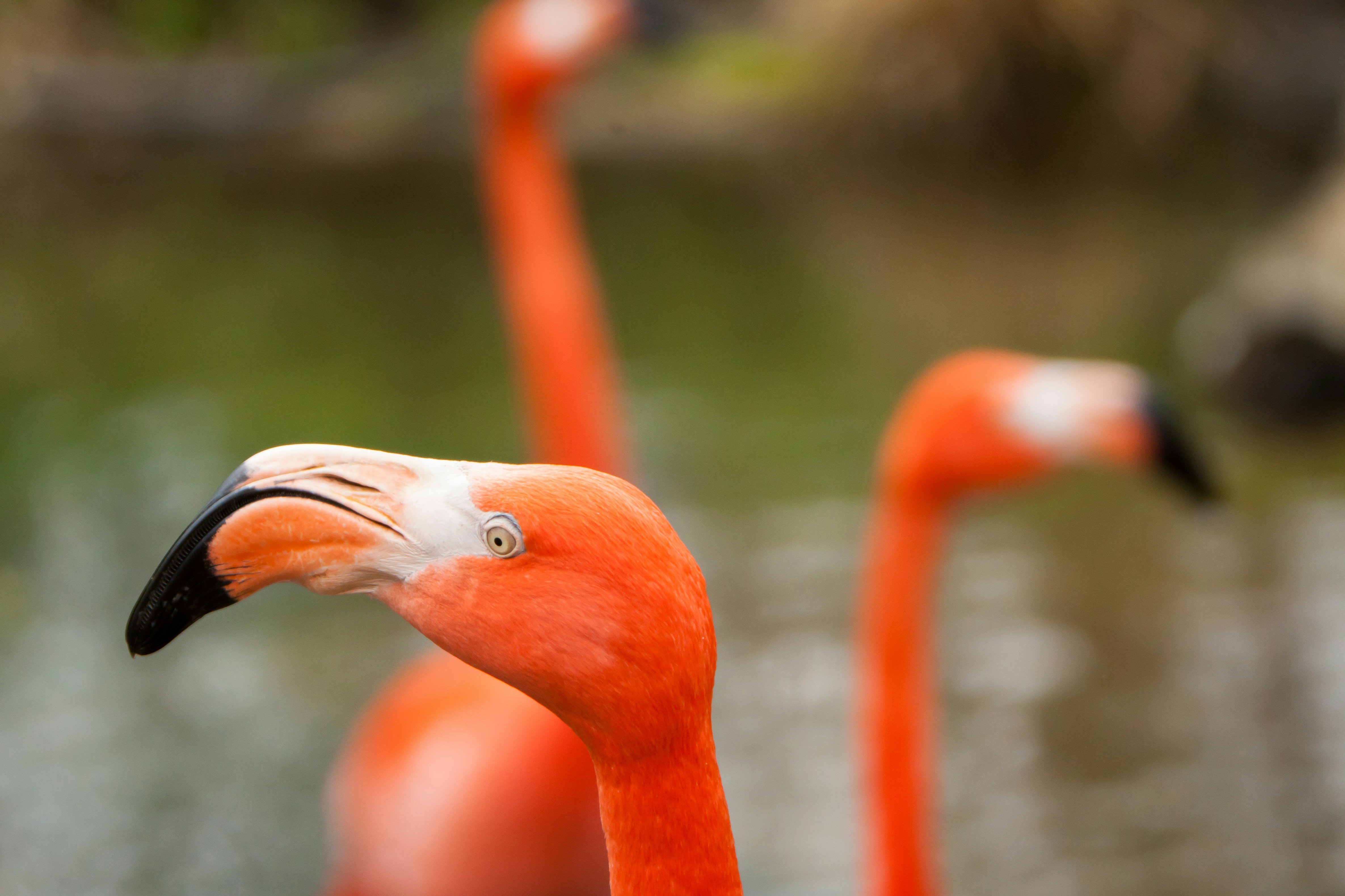 a close up of a pink flamingo near a body of water
