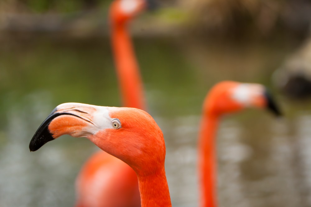 a close up of a pink flamingo near a body of water
