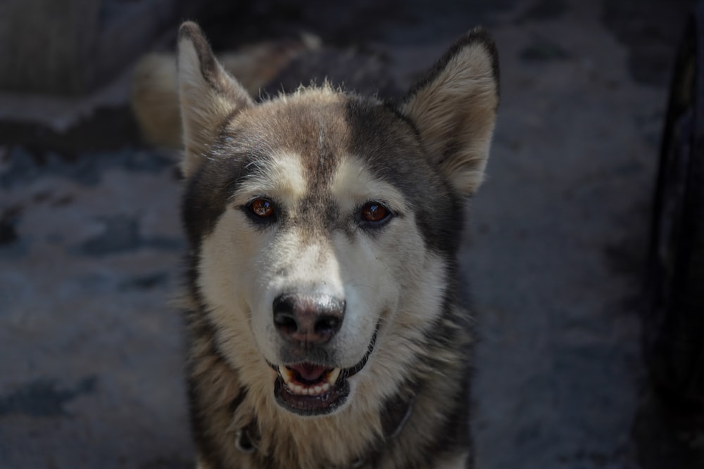 a close up of a dog on a dirt ground