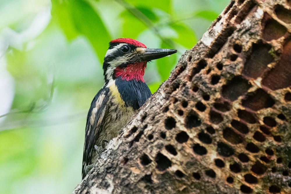 a colorful bird perched on a tree branch