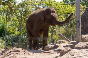 A large elephant stands on a rocky terrain surrounded by lush green trees and bushes. The elephant is in a natural setting, possibly in a wildlife sanctuary or zoo, with its trunk gracefully curved upwards.