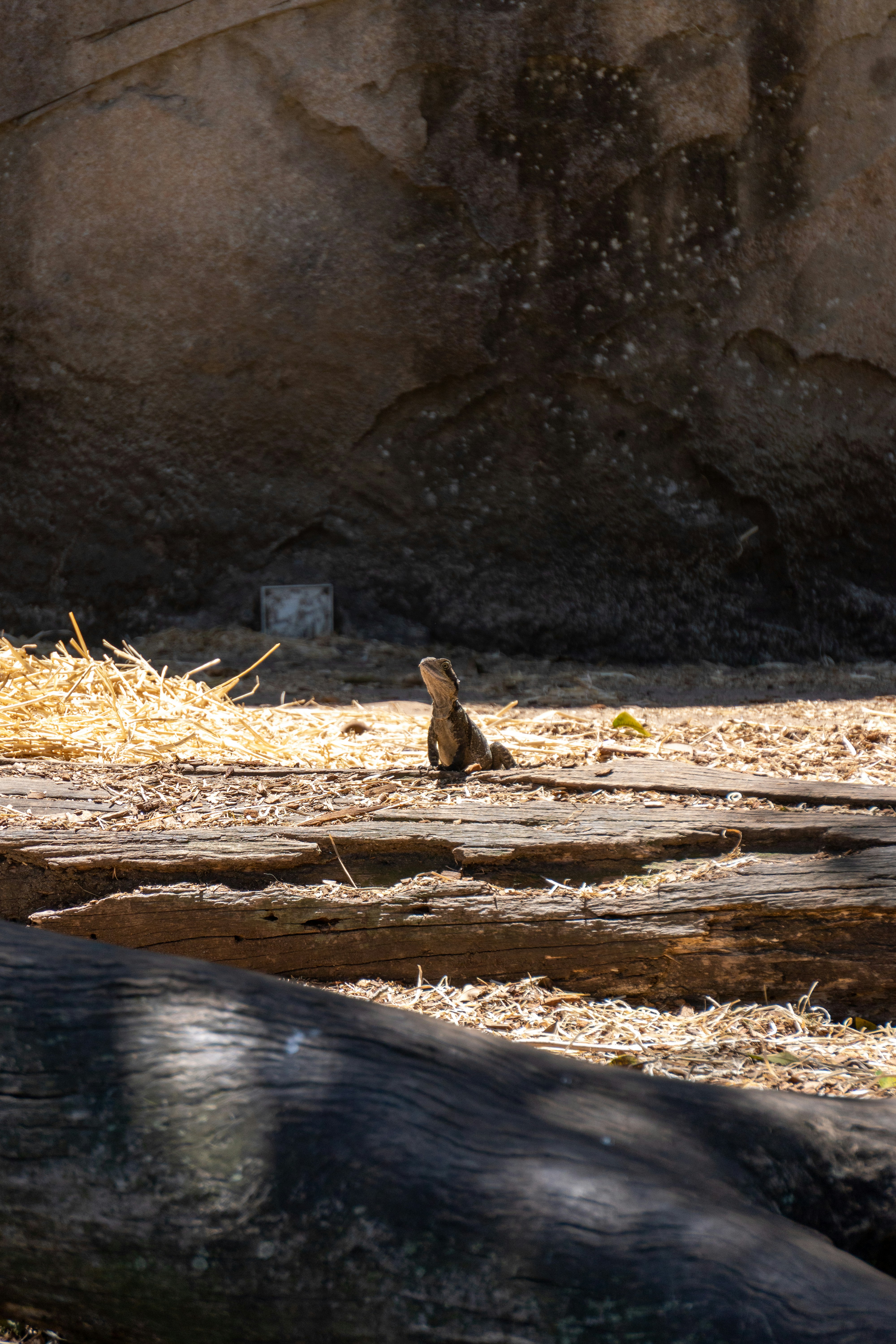 a bird sitting on the ground in a zoo