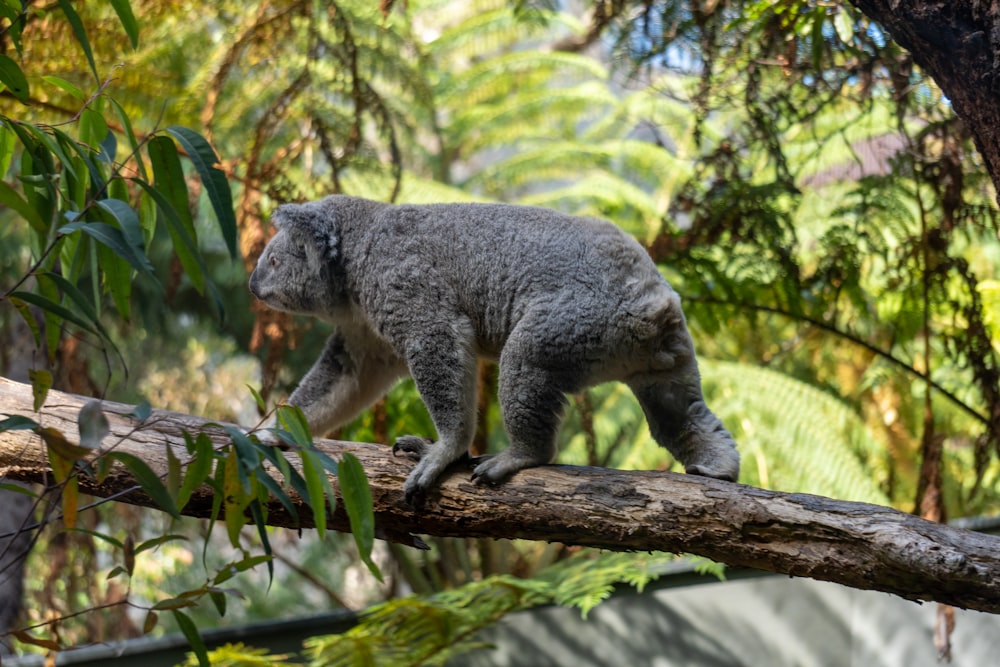 a koala walking on a tree branch in a forest