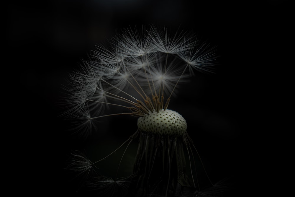 a dandelion in the dark with a black background