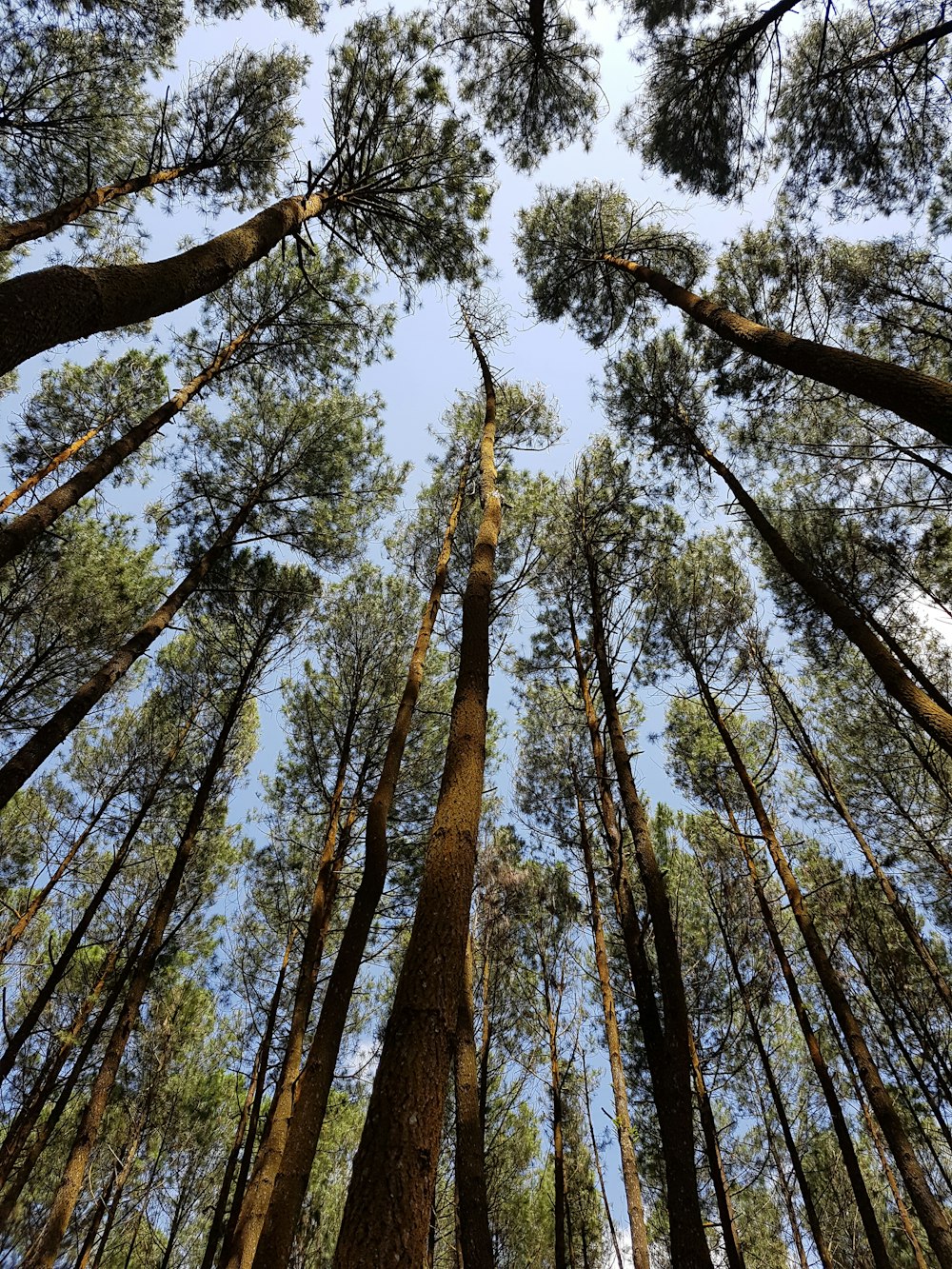 a group of tall trees standing next to each other