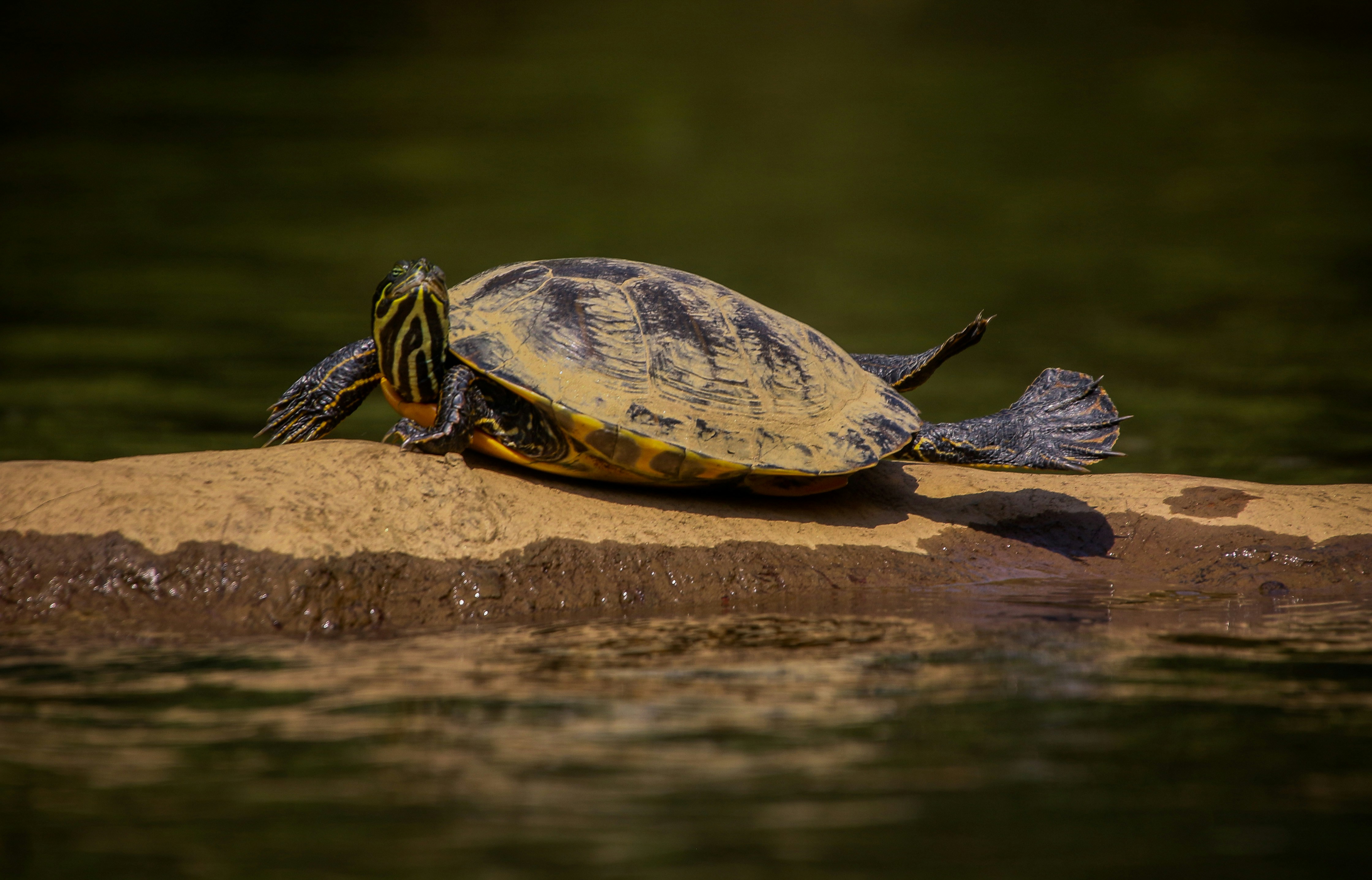 Photo by alla_kemelmakher