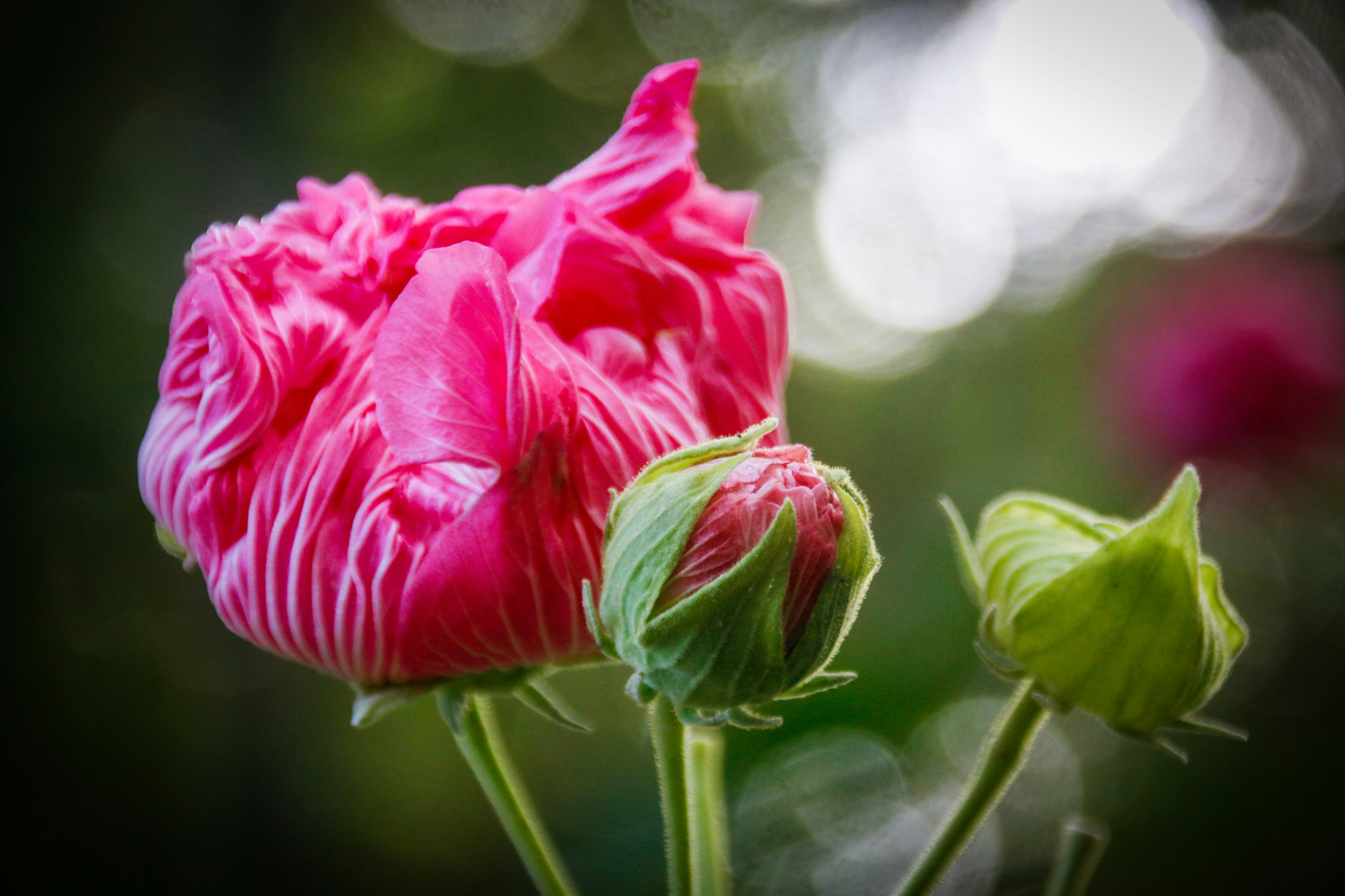 Photo by alla_kemelmakher