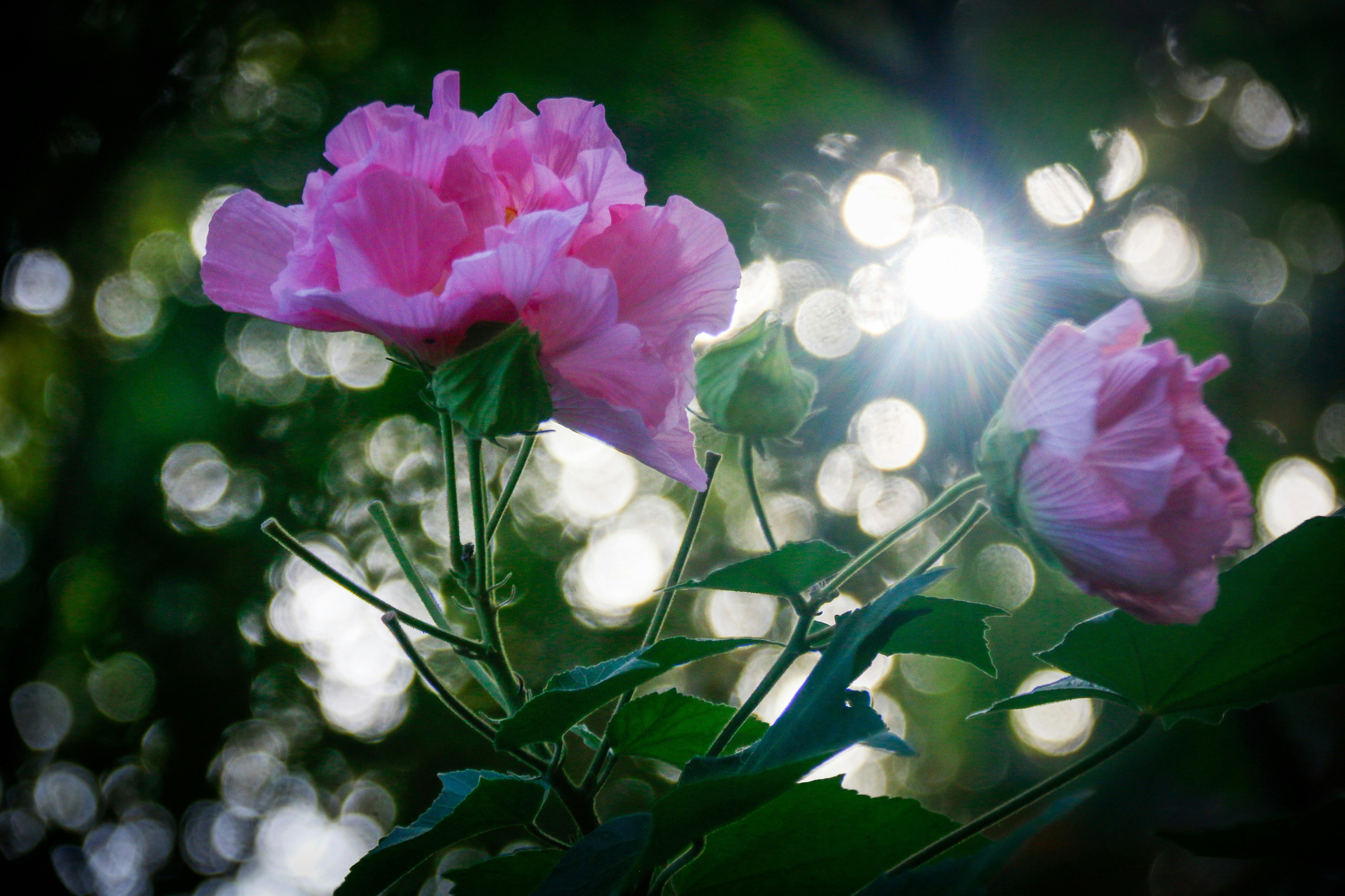 Photo by alla_kemelmakher