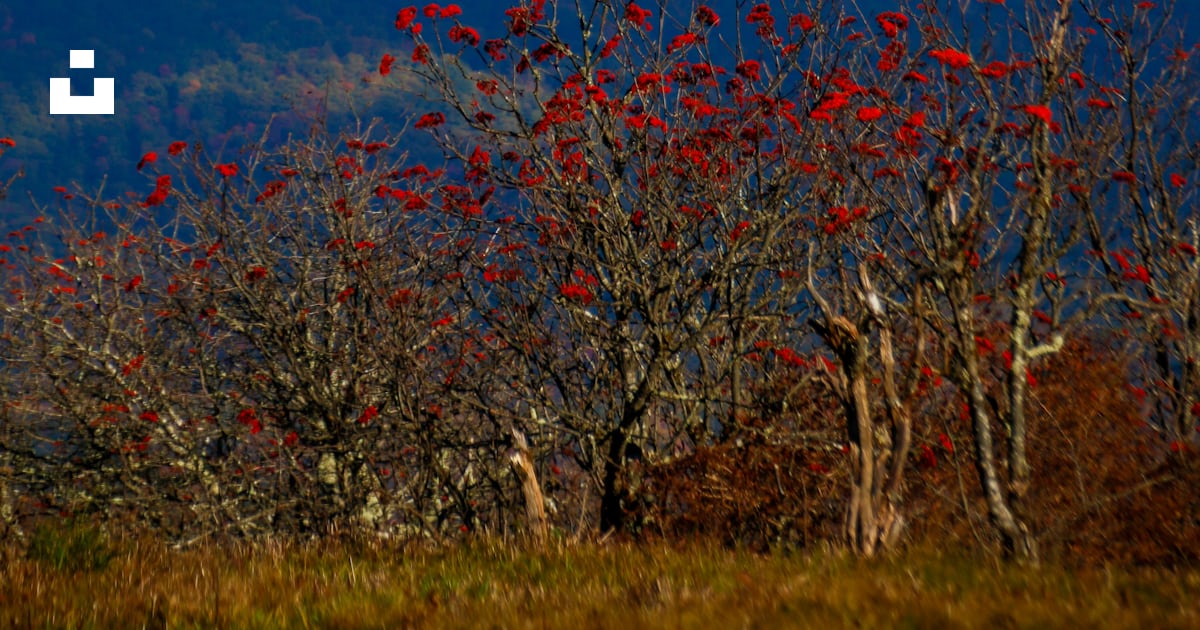 Un arbre avec des feuilles rouges au premier plan et une montagne à l ...
