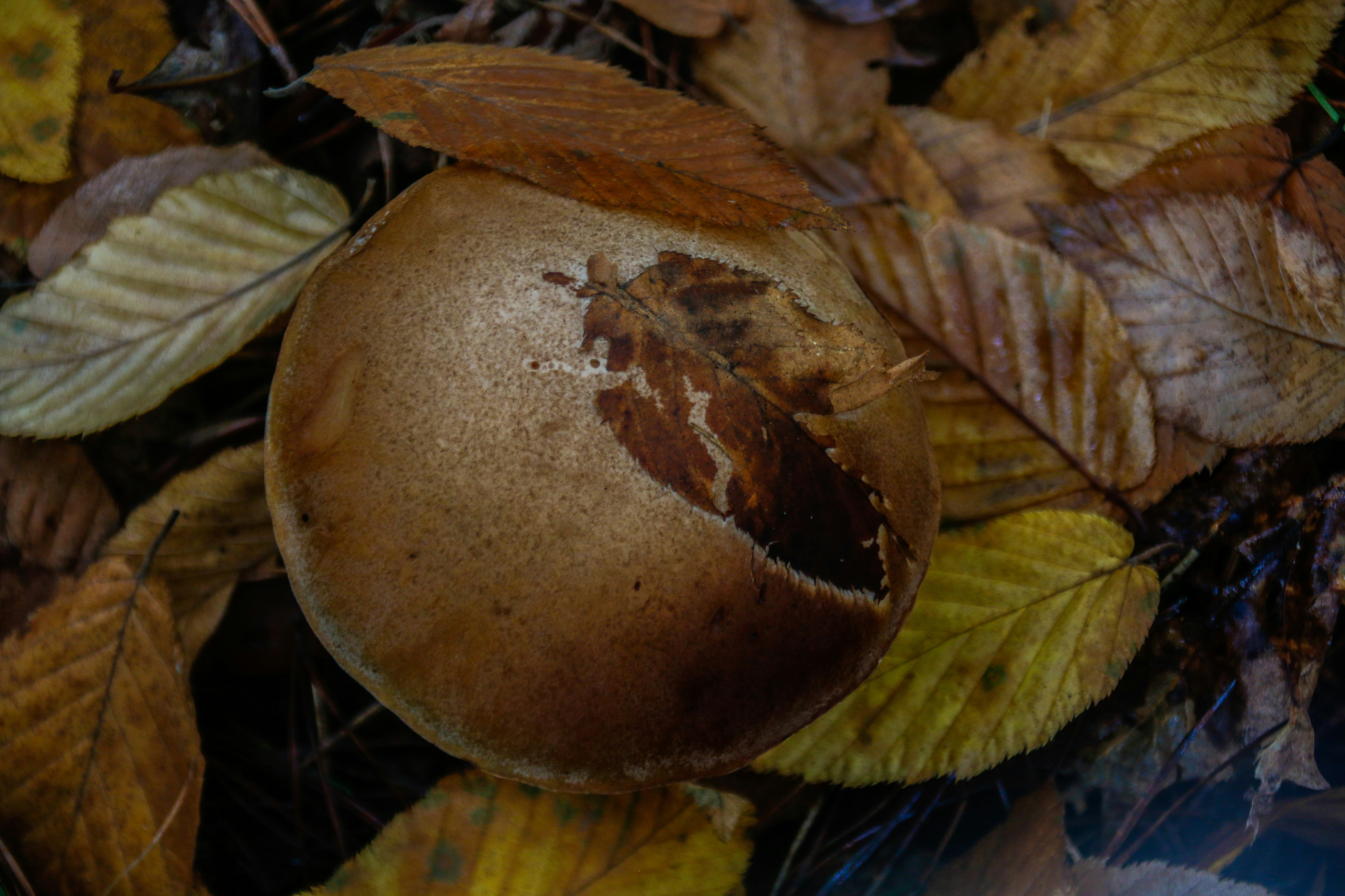 Photo by alla_kemelmakher