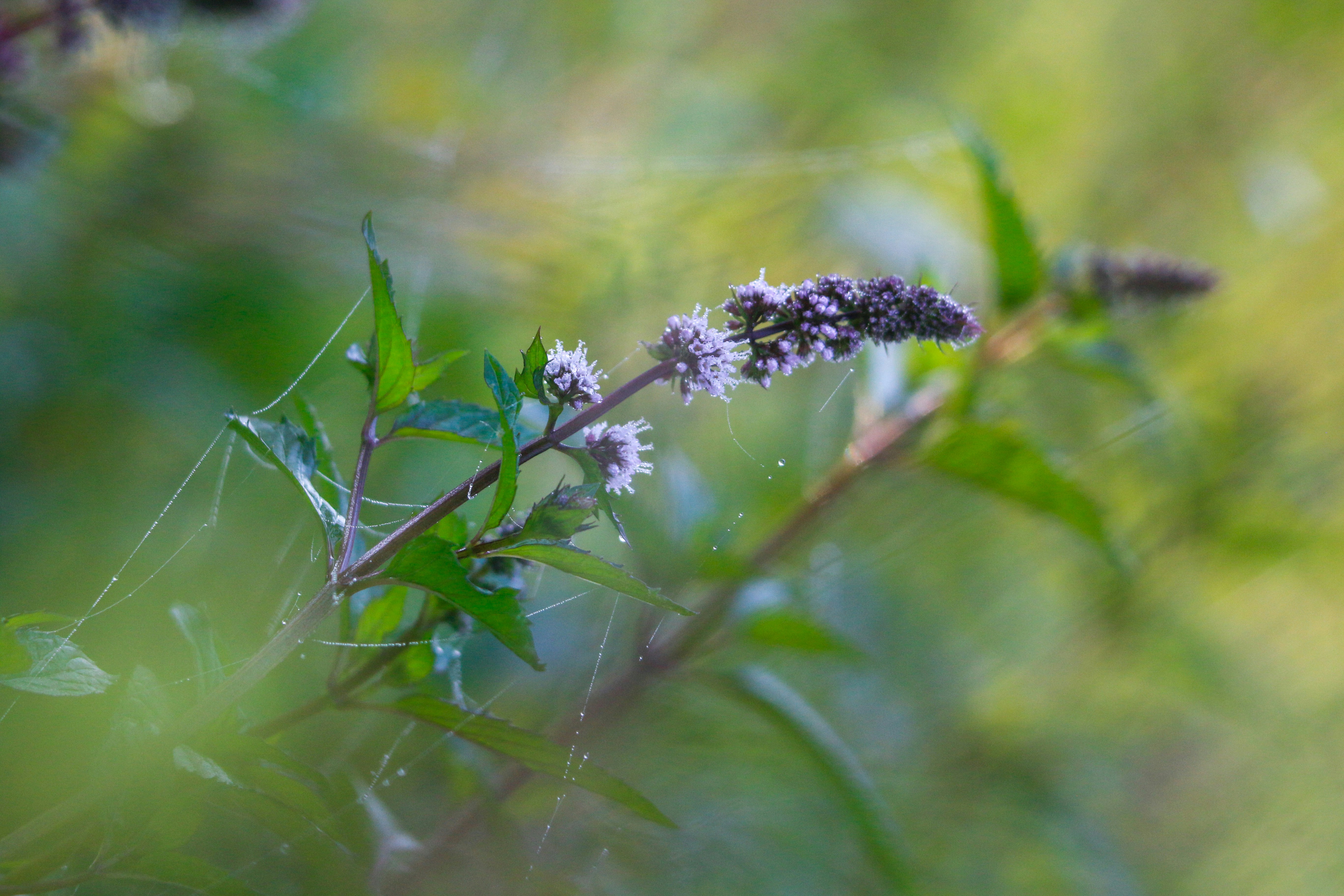 Photo by alla_kemelmakher