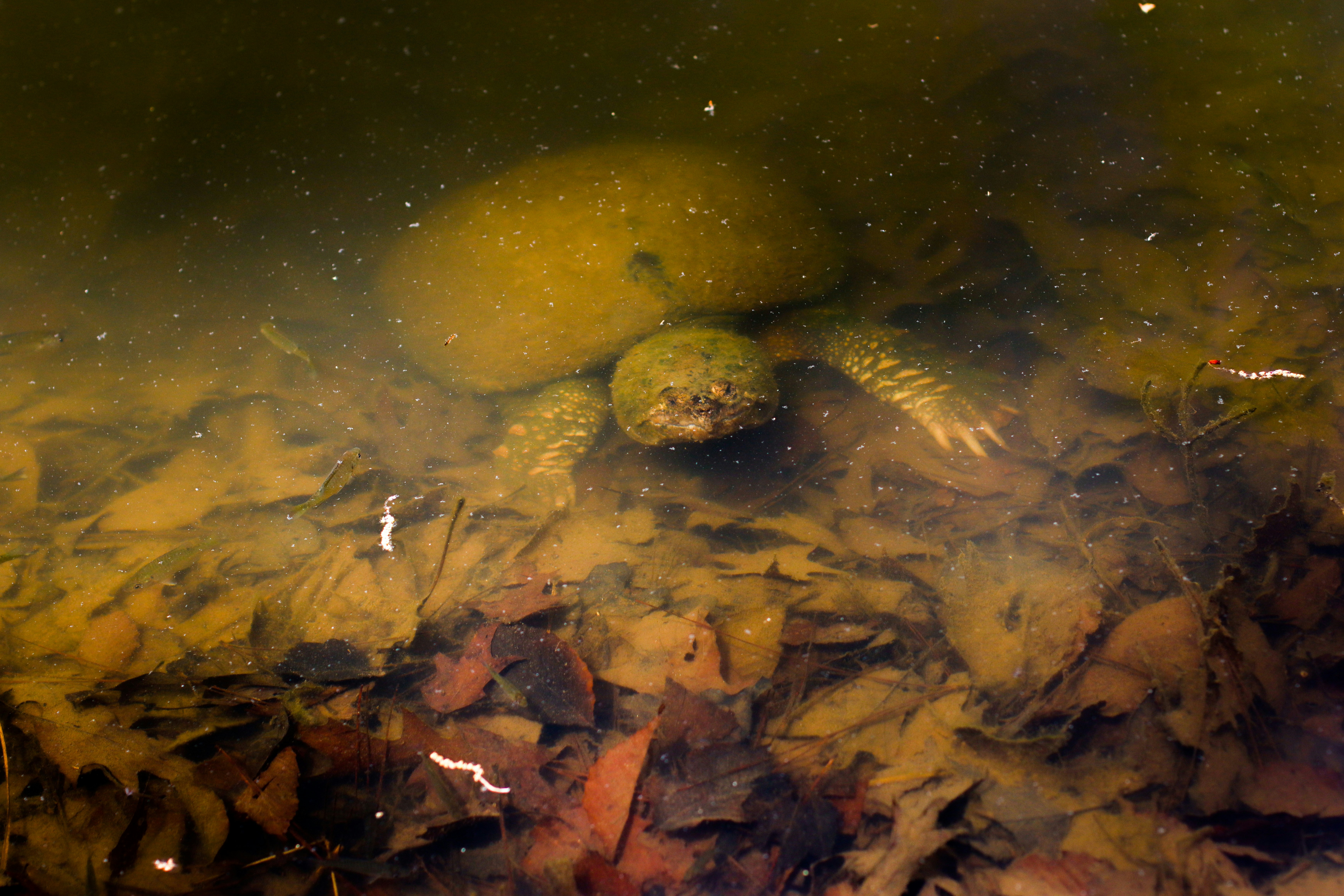 Photo by alla_kemelmakher