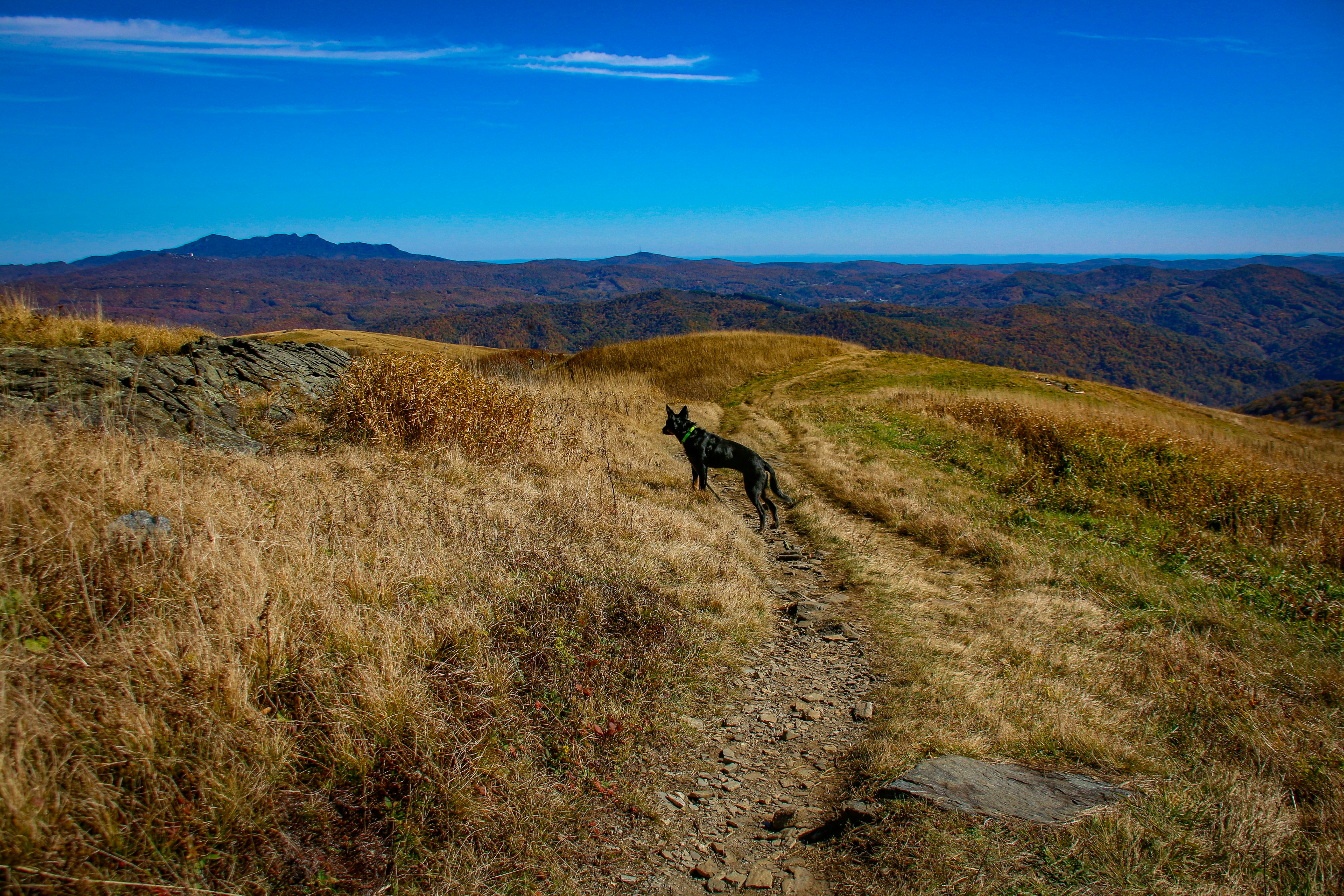 Roan Mountain State Park
