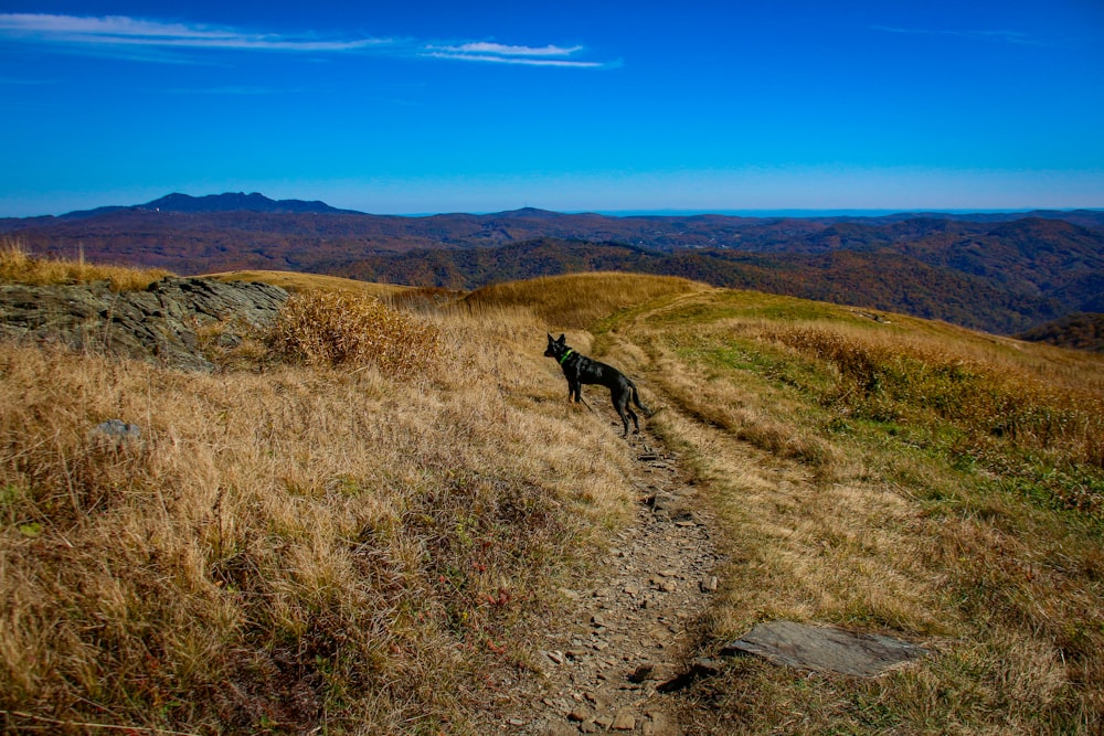 a dog is walking on a trail in the mountains