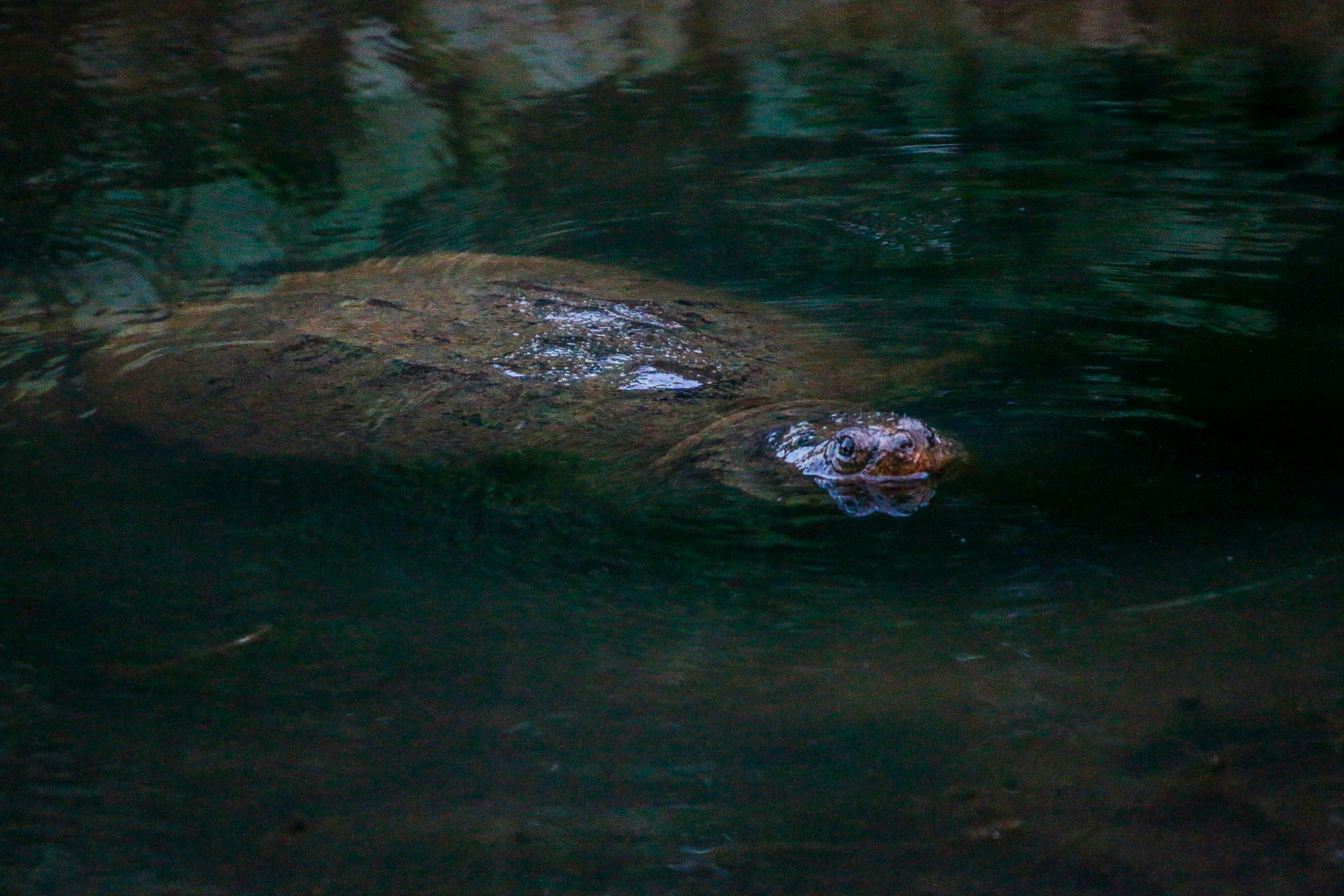 Photo by alla_kemelmakher