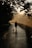A person walks along a wooden boardwalk accompanied by a small dog. The boardwalk is surrounded by lush trees, and the scene is backlit by a soft, golden light which creates a silhouette effect.
