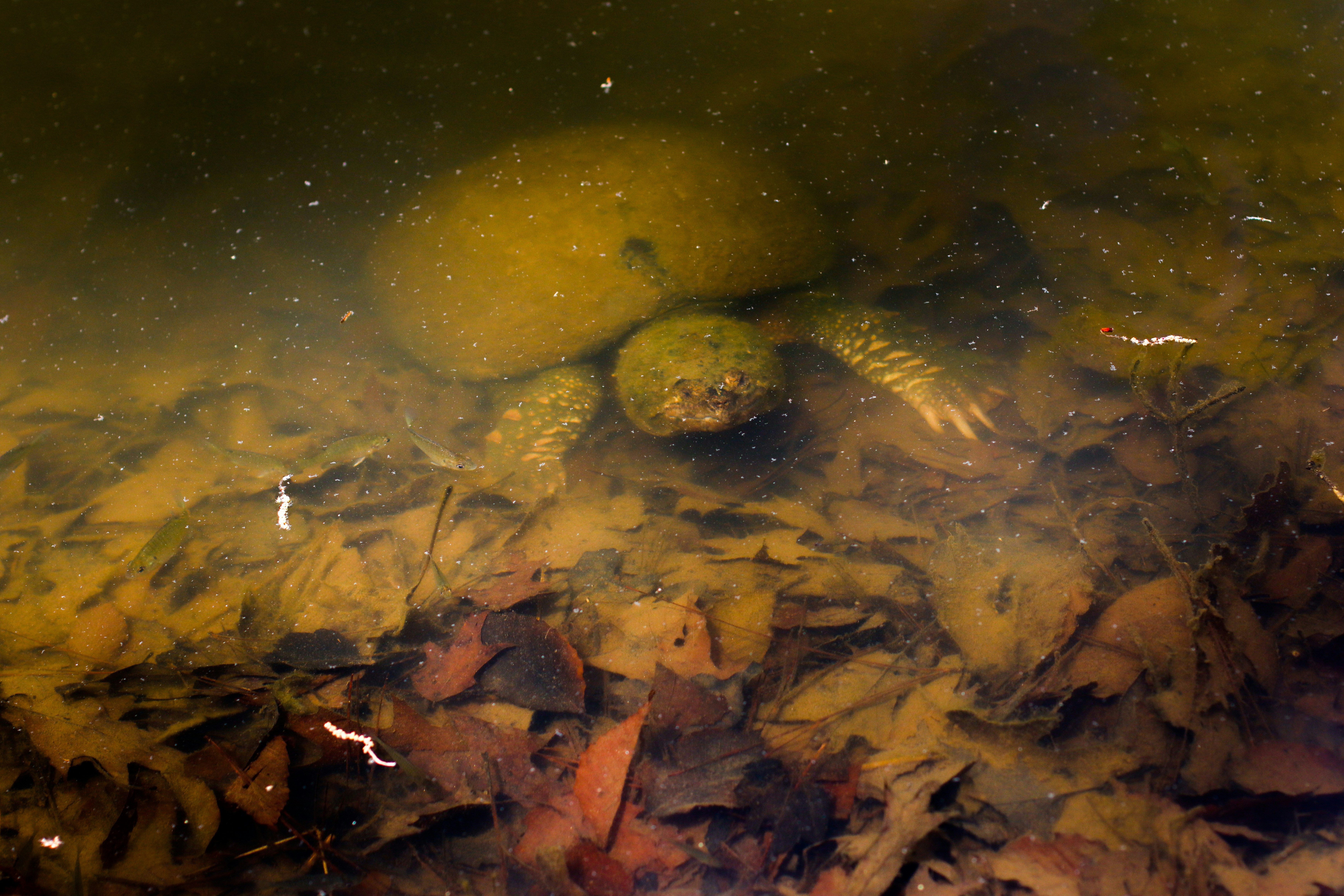 Photo by alla_kemelmakher