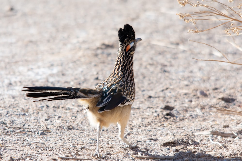 a bird standing on a sandy ground next to a plant