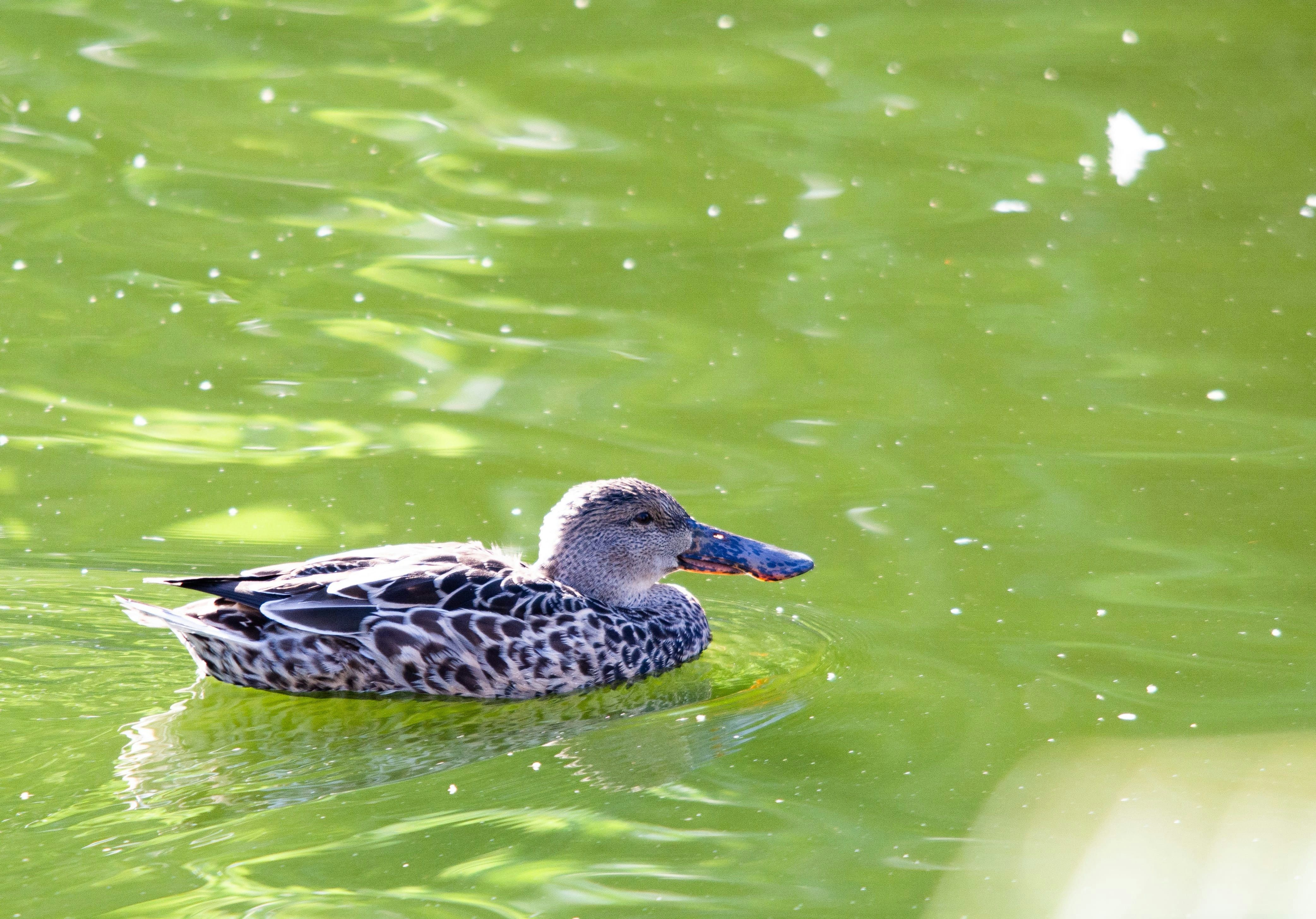 a duck floating on top of a body of water