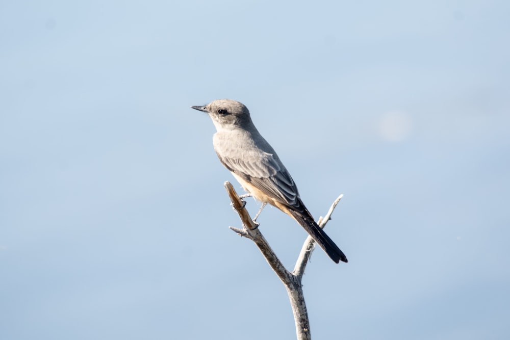 a small bird perched on top of a tree branch