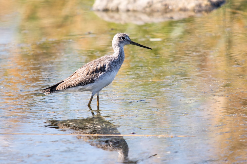 a bird is standing in shallow water near a rock