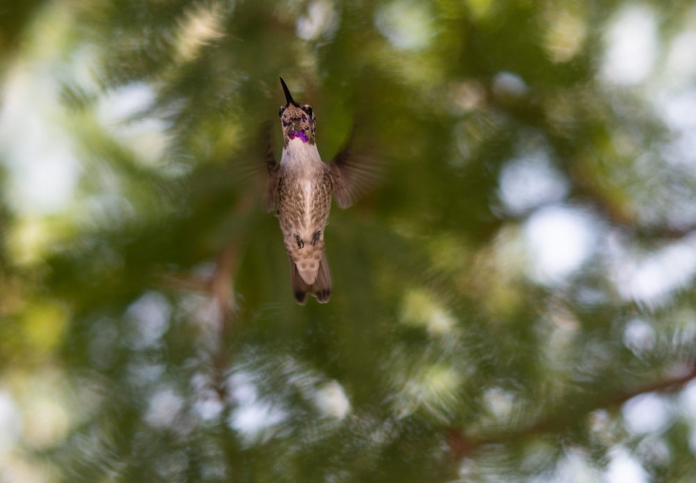 a hummingbird flying through a tree filled with leaves